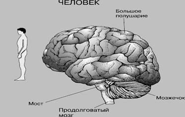 кора головного мозга